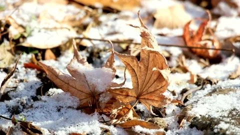 The leaves from side to side in the snow-covered field. Vidéo 145967327