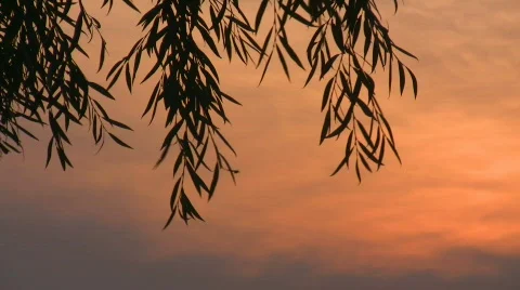 Leaves silhouette Stock Footage 514025