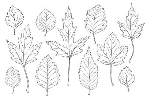 Leaves silhouette set Stock Illustration