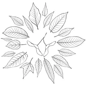 Leaves silhouette set vector Stock Illustration