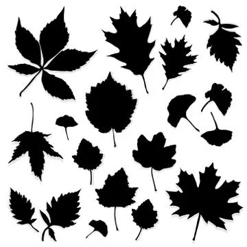 Leaves silhouette vector Stock Illustration
