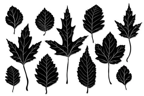 Leaves silhouette vector Illustrazione stock