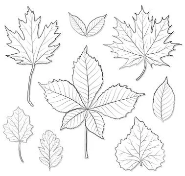 Leaves silhouette vector set for coloring book Stock Illustration