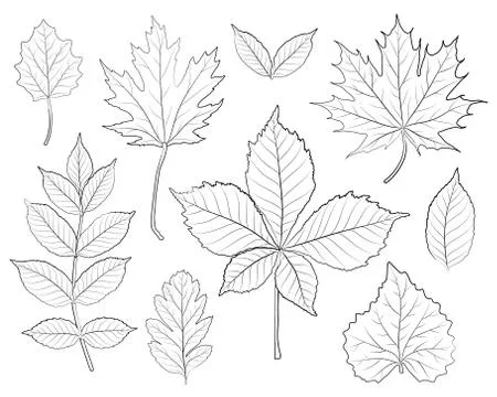 Leaves silhouette vector set Stock Illustration