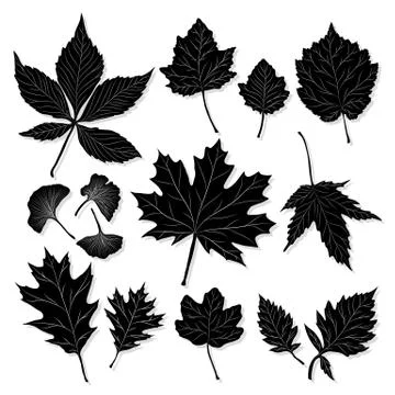 Leaves silhouette on white background vector Stock Illustration