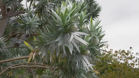 Leaves of the Silver Leaf Tree or Silver Tree (Leucadendron argenteum) Stock Footage 240326475