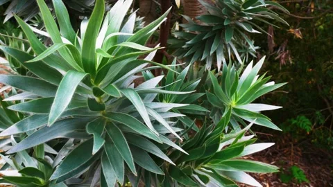 Leaves of the Silver Leaf Tree or Silver Tree (Leucadendron argenteum) Stock Footage 240326607