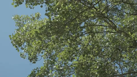 Leaves on silver poplar tree (Populus Alba) moving fast in the wind Stock Footage 152513498