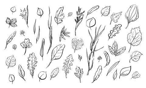 Leaves sketches set. Hand drawn different herbs Stock Illustration