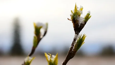 Leaves on sky background Stock Footage 128804400