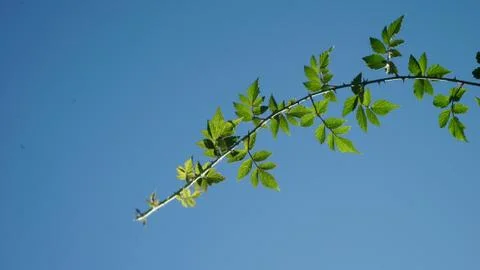 Leaves with sky background Stock Photos