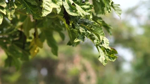 Leaves of the sky Stock Footage 242308267