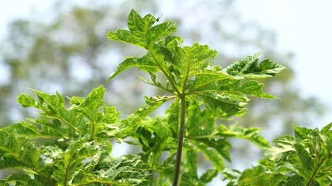 Leaves of the sky Stock Footage 242308268