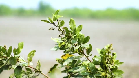 Leaves of the sky Stock Footage 242308314