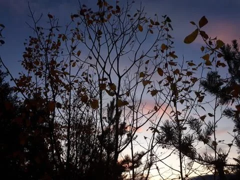 Leaves in the sky Stock Photos