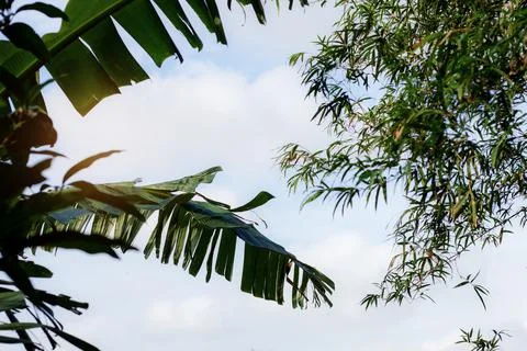 Leaves to the sky. Stock Photos