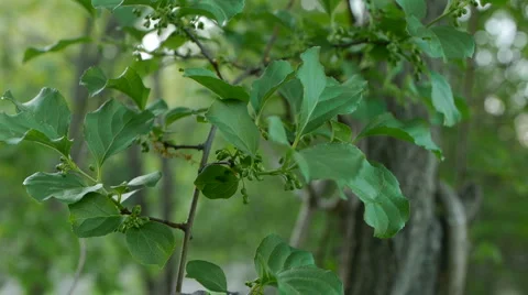 Leaves slight breeze Video stock 5148750