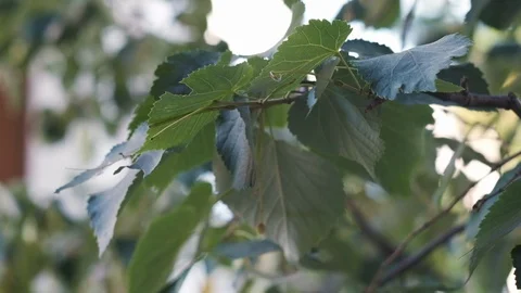 Leaves slow motion Stock Footage 117243732