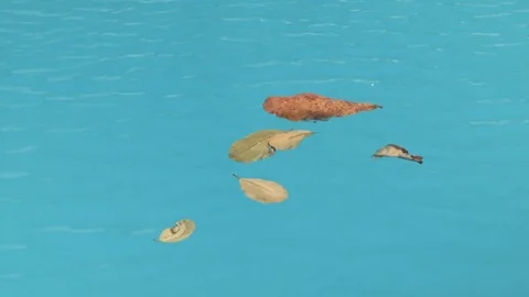 Leaves slowly floating in pool. Stock Footage 83863883