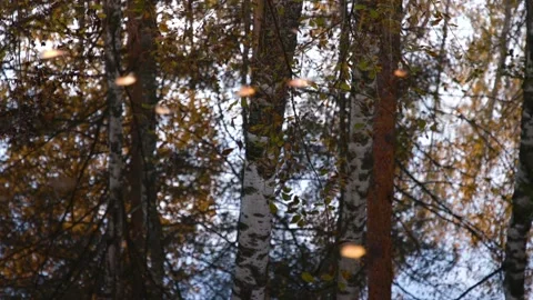Leaves slowly floats along a forest stream Stock Footage 142265620