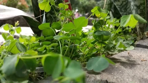 The leaves of small plants Stock Footage 201611263