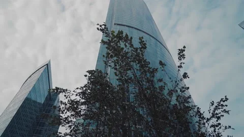 The leaves on a small tree are moving in the wind against the skyscraper Stock Footage 163899399