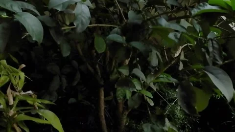 Leaves of a small tree blowing with the wind Stock Footage 141150992