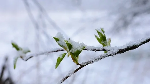 Leaves on snow background Stock Footage 128797730