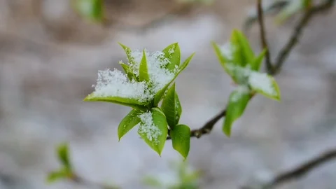 Leaves in the snow Stock Footage 128805427