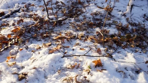 Leaves in snow on the ground in the forest Stock Footage 99046818
