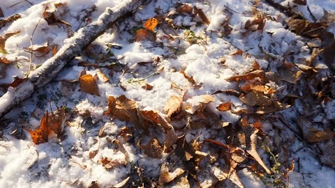 Leaves in snow on the ground in the forest Stock Footage 99046827
