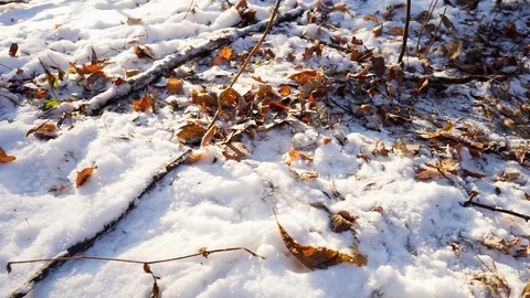 Leaves in snow on the ground in the forest Stock Footage 99046849