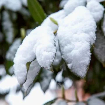 Leaves with snow Stock Photos