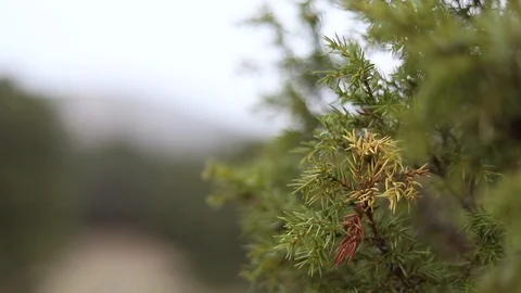 Leaves with snowflakes in a snowfall Stock Footage 98304958