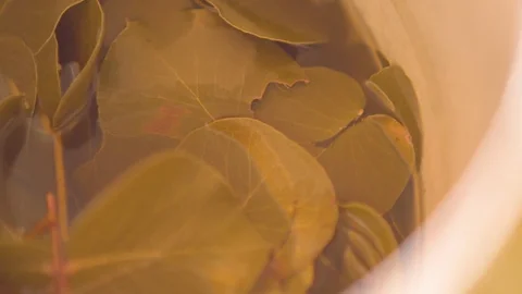 Leaves soaking in water into pot Stock Footage 76096648