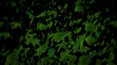 Leaves soars 1080HD alpha 스톡 동영상 10910470