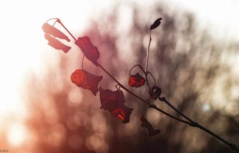 Leaves in soft light Stock Photos