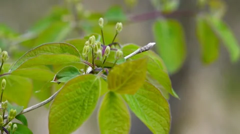 Leaves in spring 動画素材 37429400