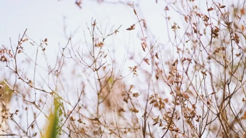 Leaves in the spring Stock Footage 152043130