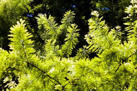 Leaves in spring Stock Photos