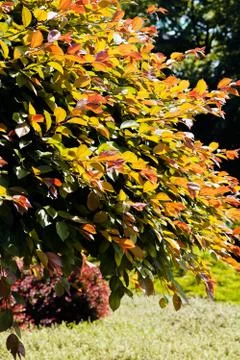Leaves in spring Stock Photos