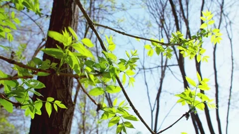 Leaves in the spring sun Stock Footage 257289705
