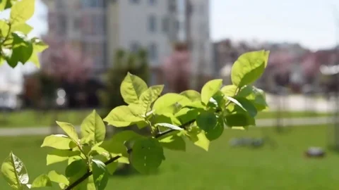 Leaves in the spring sunshine Stock Footage 74064764