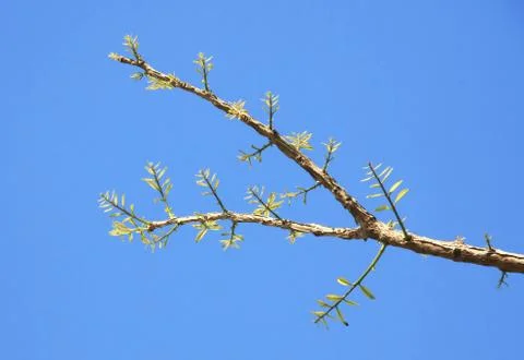 Leaves sprouting on branches Stock Photos