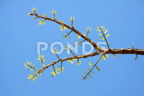 Leaves sprouting on branches Stock Photos