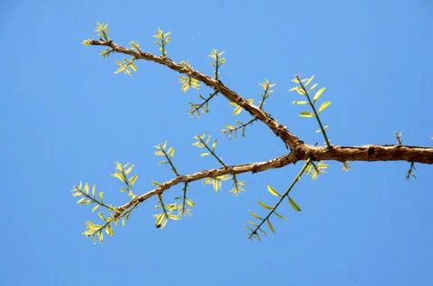 Leaves sprouting on branches Stock Photos