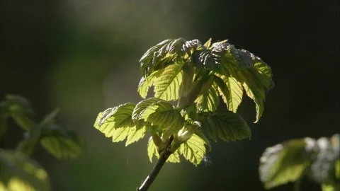 Leaves sprouting out in spring Stock Footage 262743763