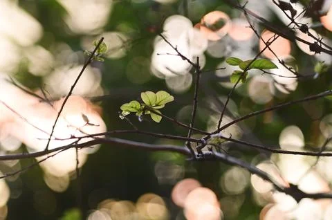 Leaves sprouting Stock Photos