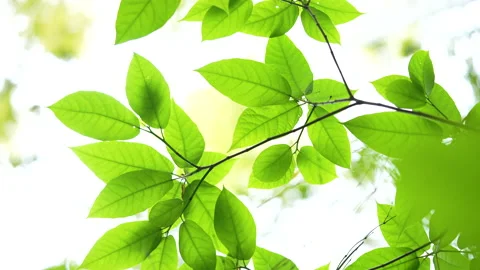 Leaves sprouting in spring. Video stock 168795953