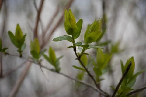 Leaves Sprouting in Spring Stock Photos